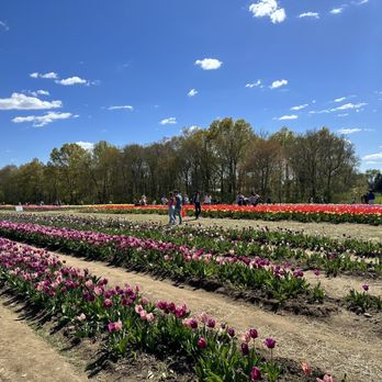 Wicked Tulips Flower Farm - Pick Your Own Farms Near Me - Preston, Connecticut Wicked Tulips Flower Farm - Pick Your Own Farms Near Me - Preston, Connecticut