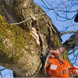 K & S Tree Service - untitled