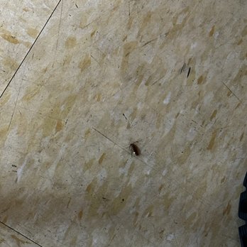 Paraiso Native - RARE SIGHT of Cockroach in WA - Filipino Near Me - Lakewood, Washington Paraiso Native - RARE SIGHT of Cockroach in WA - Filipino Near Me - Lakewood, Washington