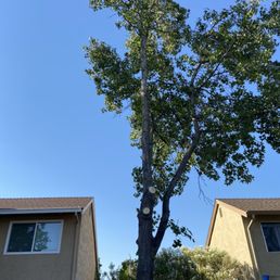 This is the neighbor's tree that drops spiked balls into our yard. Montes trimmed it back to the trunk on our side.