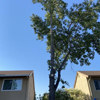 Montes Tree Services - This is the neighbor's tree that drops spiked balls into our yard. Montes trimmed it back to the trunk on our side. - Tree Services Near Me