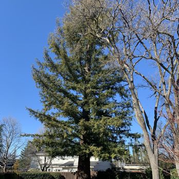 Terry's Tree Service - BEFORE - Tree Services Near Me - Livermore, California Terry's Tree Service - BEFORE - Tree Services Near Me - Livermore, California
