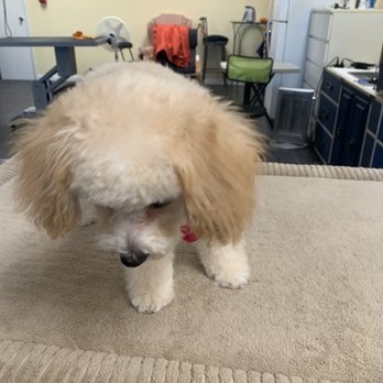 Brea Grooming - Love it! - Pet Groomers Near Me - Brea, California