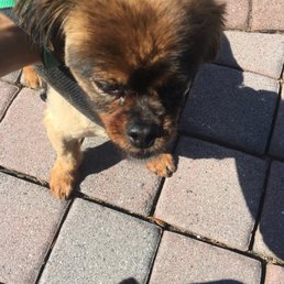 dog bakery manhattan