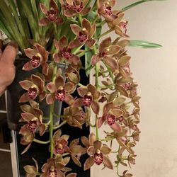 T & T Orchids - Cym. Doctor Len 'Dusty Imp' purchased from T&T Orchids.