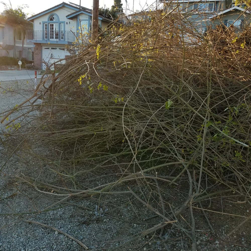 Express Hauling & Junk Removal - intertwined branches as long as 12 feet long. - Junk Removal & Hauling Near Me Express Hauling & Junk Removal - intertwined branches as long as 12 feet long. - Junk Removal & Hauling Near Me