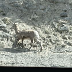 Maligne Adventures - Baby Bighorn Sheep.