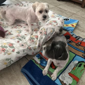 Dogs In The Ruff - The girls are summer ready! - Pet Groomers Near Me Dogs In The Ruff - The girls are summer ready! - Pet Groomers Near Me