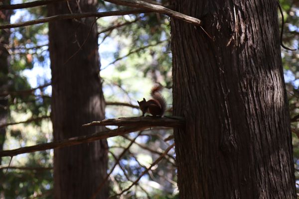 Rockwood Conservation Area by null