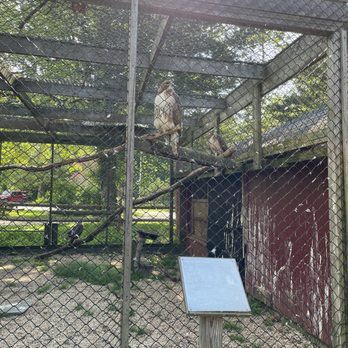 Sweetbriar Nature Center - Red tailed hawks - Botanical Gardens Near Me - Smithtown, New York Sweetbriar Nature Center - Red tailed hawks - Botanical Gardens Near Me - Smithtown, New York