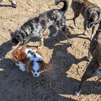 Montrose Dog Beach - Plenty of butt-sniffing action for all the puppers - Dog Parks Near Me - Chicago, Illinois