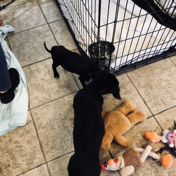 K-9 Angels Rescue - Pet Adoption Near Me - Houston, Texas K-9 Angels Rescue - Pet Adoption Near Me - Houston, Texas