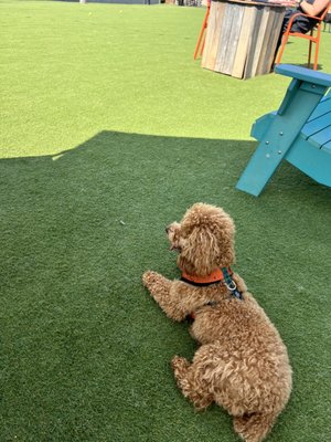 Fetch Park O4W by null