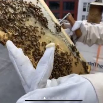 Bees in the D - Behold...pupa! - Community Service/Non-Profit Near Me - Detroit, Michigan Bees in the D - Behold...pupa! - Community Service/Non-Profit Near Me - Detroit, Michigan