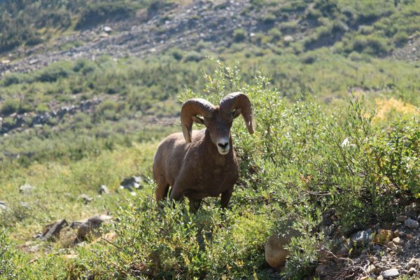 Grinnell Glacier by null