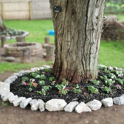 Gary's Edge - After: Fresh mulch, stone edging, and three-color perennials bring vibrant contrast and polish to the tree's base.