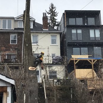 Enviro Tree Care - Big tree, small yard! - Tree Services Near Me - Toronto, Ontario Enviro Tree Care - Big tree, small yard! - Tree Services Near Me - Toronto, Ontario