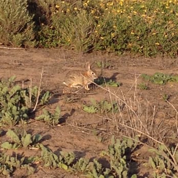 Scripps Coastal Reserve - Bunny!!! - Parks Near Me - San Diego, California