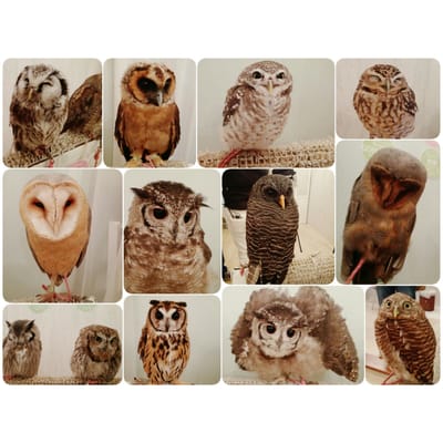 Owl Cafe Tokyo by null