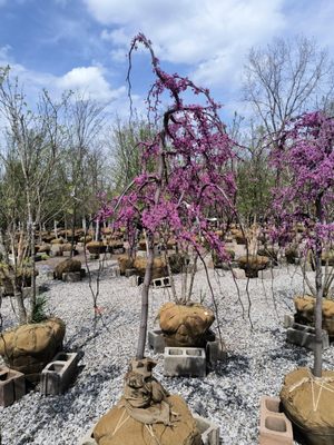KURTZ BROS. MULCH & SOILS - Updated June 2026 - 11 Photos - 777 Frank ...