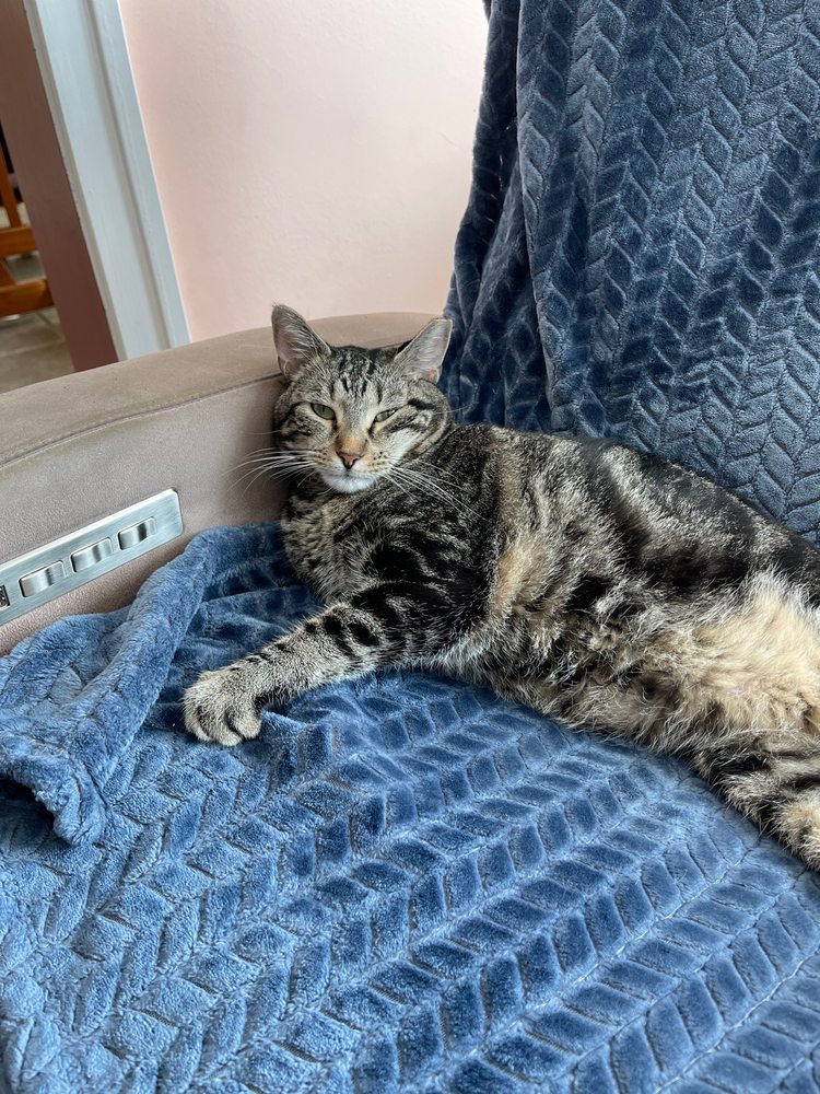 HEAVENLY SCENT MOBILE PET GROOMING Updated September 2024 13 Photos