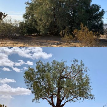 C&M Tree Service - Before and After - Tree Services Near Me - Yucca Valley, California C&M Tree Service - Before and After - Tree Services Near Me - Yucca Valley, California