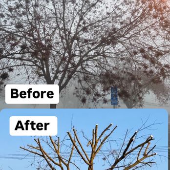 Martinez Landscape - Tree pruned - Landscaping Near Me