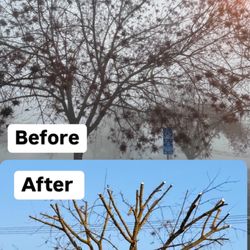 Tree pruned
