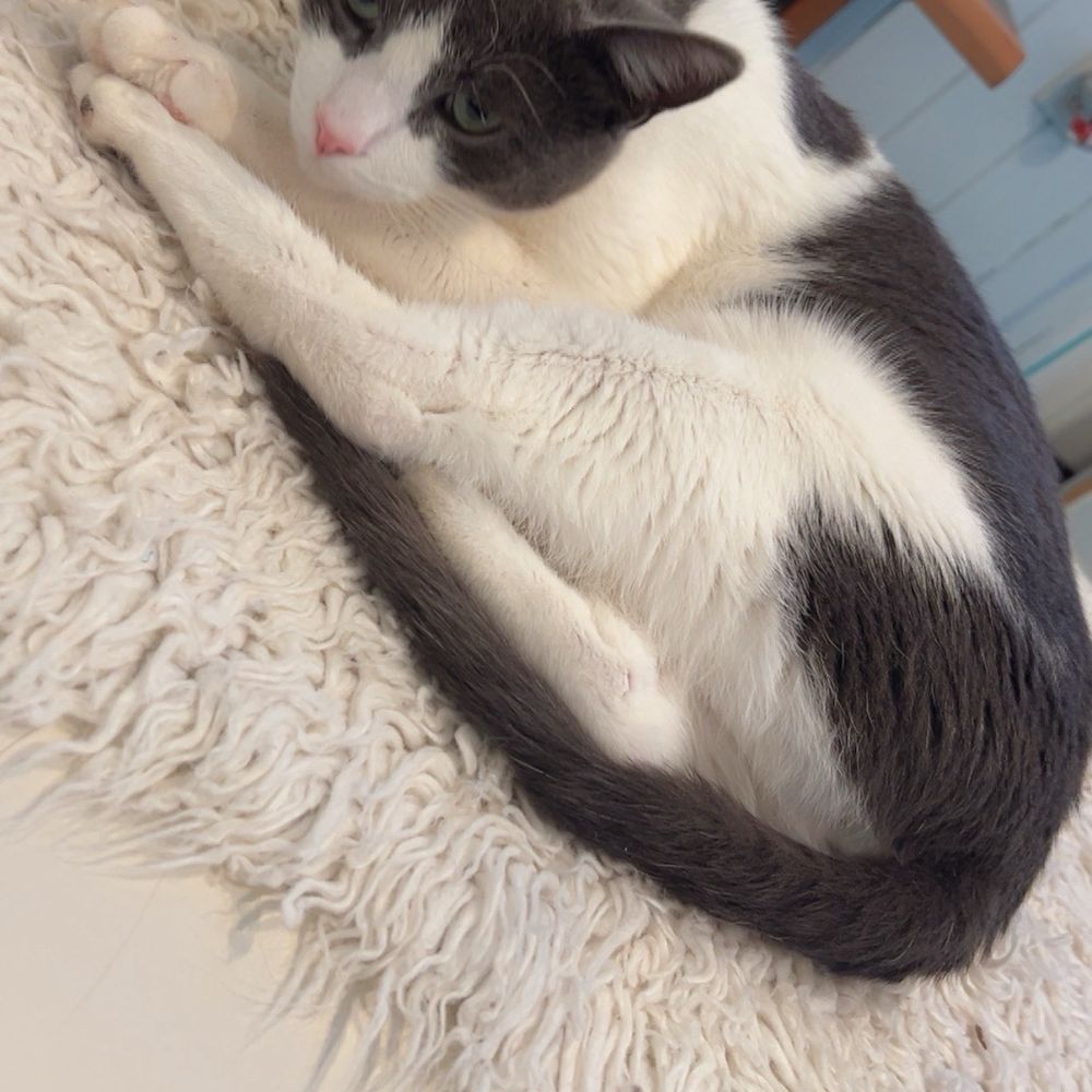 Santa Fe Cat Cafe - Coffee & Tea Near Me - Santa Fe, New Mexico Santa Fe Cat Cafe - Coffee & Tea Near Me - Santa Fe, New Mexico
