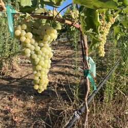 Valentina Vineyards