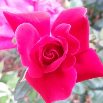 New Beginning Landscape & Remodel - Nothing like a Beautiful Rose - Landscaping Near Me - Atlanta, Georgia New Beginning Landscape & Remodel - Nothing like a Beautiful Rose - Landscaping Near Me - Atlanta, Georgia