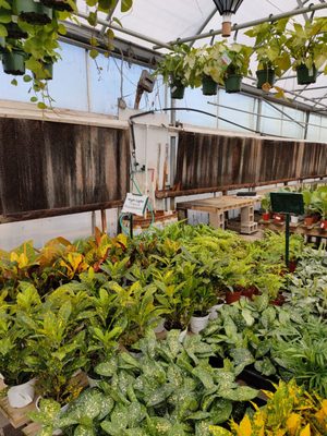【OK plant】 August in Oklahoma can be hard on your landscaping