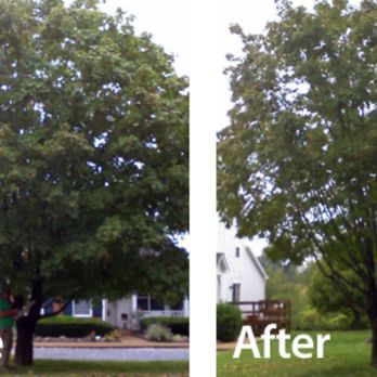 The Tree Corp - Before and After tree trimming - Tree Services Near Me - Highland, Michigan The Tree Corp - Before and After tree trimming - Tree Services Near Me - Highland, Michigan