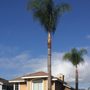 Photo of Inland Empire Tree Service