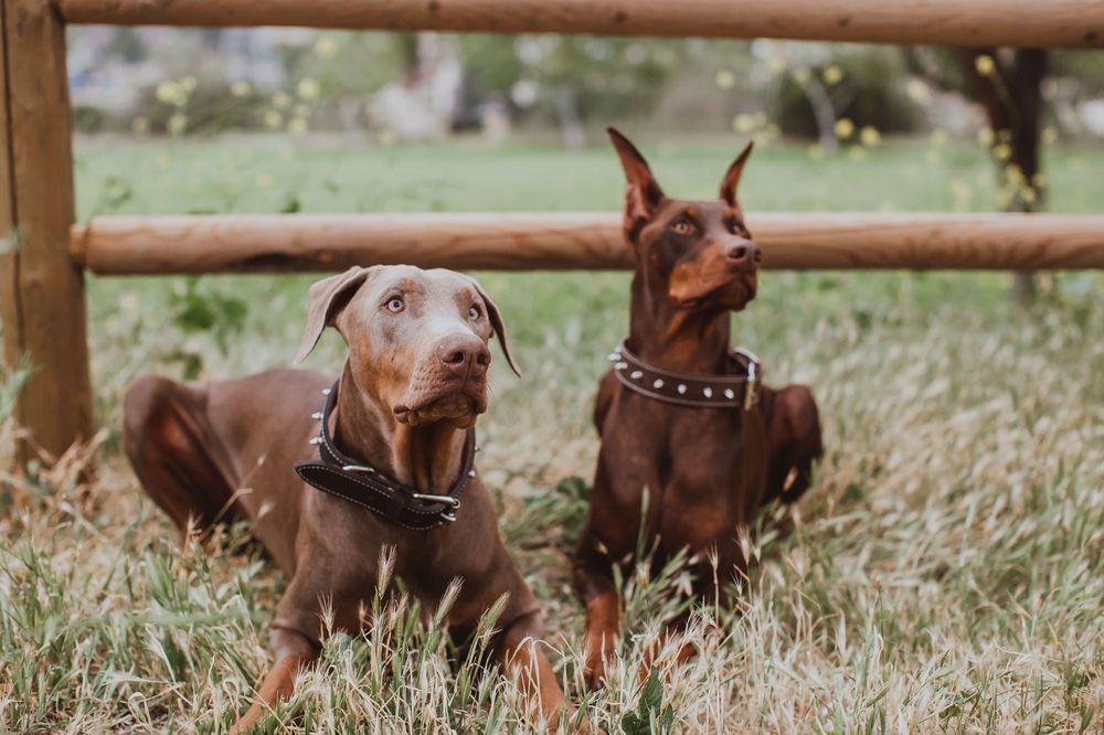 EUCLIDWALNUT PET CLINIC Updated October 2024 60 Photos & 110