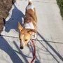 Photo of Pets Choice Sitting Services