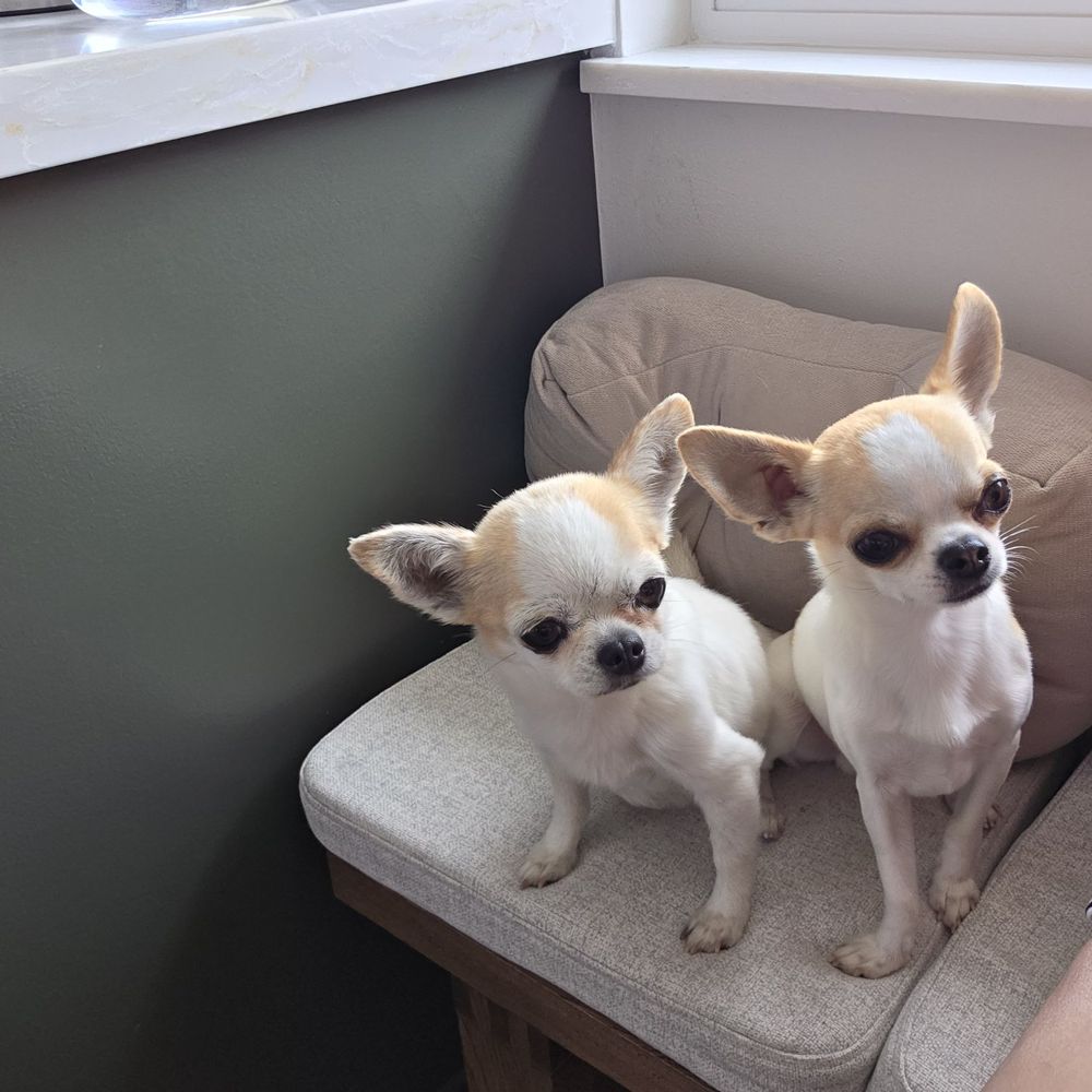 A Legacy Chihuahua - Legacy's Hello Dolly and Sassy Boy Mama's Treasure - Pet Services Near Me A Legacy Chihuahua - Legacy's Hello Dolly and Sassy Boy Mama's Treasure - Pet Services Near Me