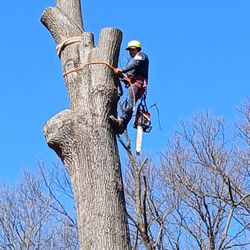 Olinda's Tree Service - tree remove