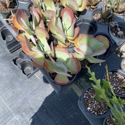 Thompson's Garden Retail - Sedum looking healthy