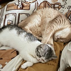 Irvine Valley Veterinary Hospital - Bamboo (gold) and Joy (new kitten) getting along now