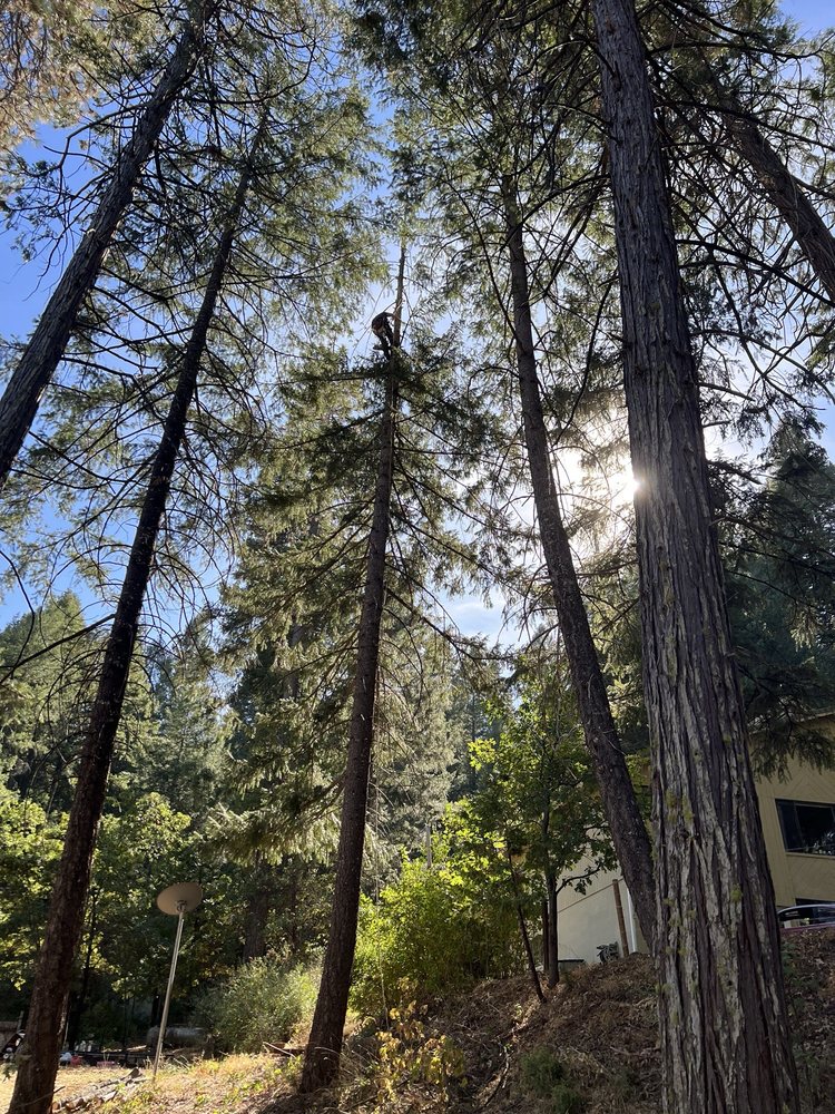 California Tree Experts - tree service in Sacramento, CA