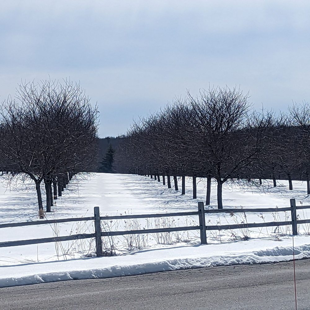 The apple orchard next door to the hotel is inviting even in the snow!