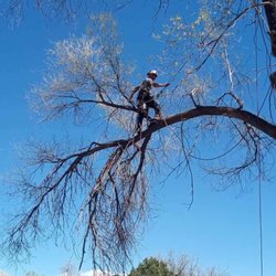Lee's Tree's and More