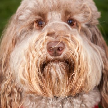 Beach Dog Photo - Furby - Pet Photography Near Me