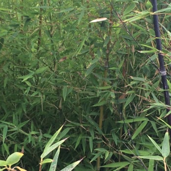 Bamboo Nursery & Garden Supplies - 50 gallon black bamboo tree - Nurseries & Gardening Near Me - Compton, California Bamboo Nursery & Garden Supplies - 50 gallon black bamboo tree - Nurseries & Gardening Near Me - Compton, California