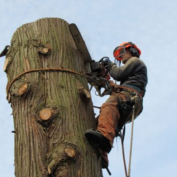 Aesthetic Tree & Hedge Service - a man cutting a tree - Tree Services Near Me - Vancouver, British Columbia Aesthetic Tree & Hedge Service - a man cutting a tree - Tree Services Near Me - Vancouver, British Columbia