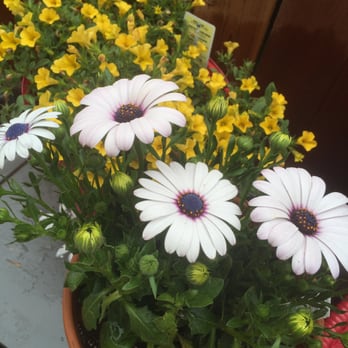 Blvd Nursery - Nurseries & Gardening Near Me - Pasadena, California Blvd Nursery - Nurseries & Gardening Near Me - Pasadena, California