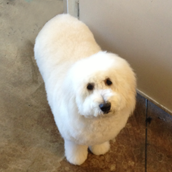 The Pet Parlor - Pet Groomers Near Me - Reno, Nevada