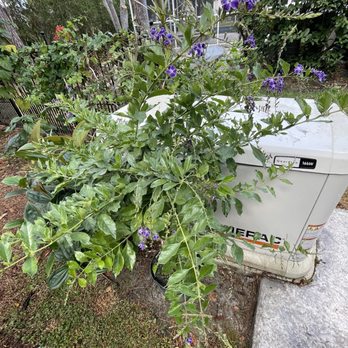 Duncheon's Nursery - Nurseries & Gardening Near Me - Land O Lakes, Florida Duncheon's Nursery - Nurseries & Gardening Near Me - Land O Lakes, Florida