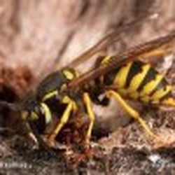 Advanced Pest Control 24/7